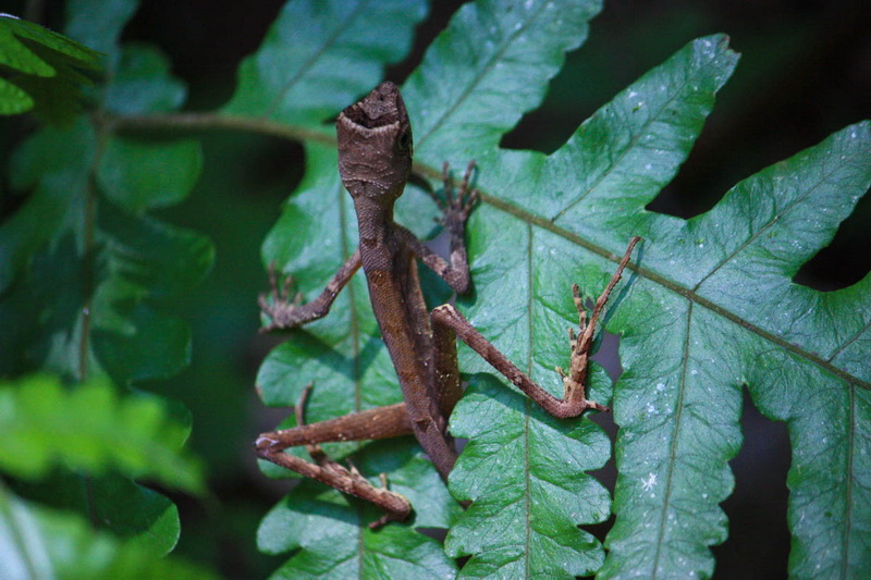 Sri Lanka, Sinharaja